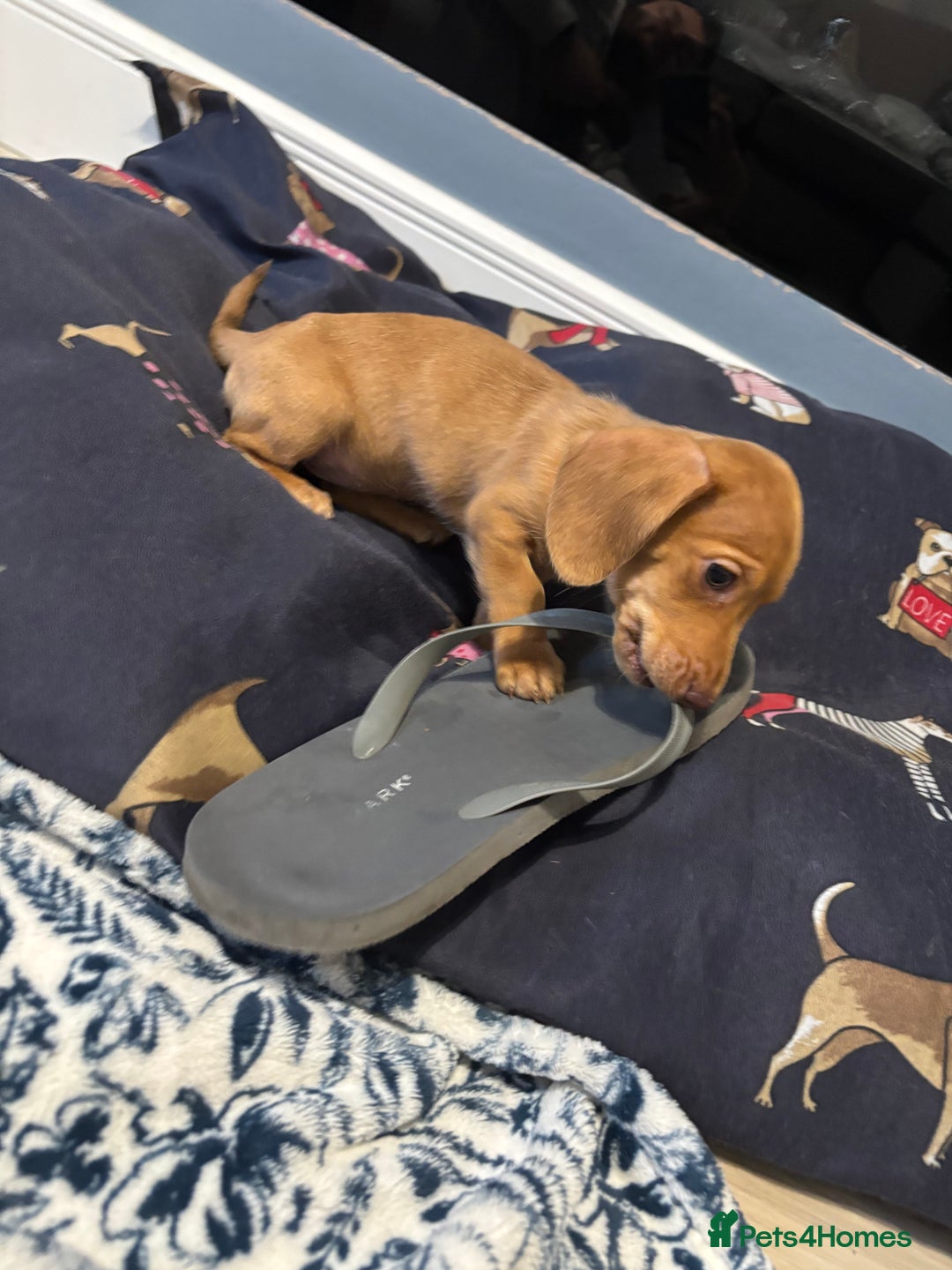 Dachshund dogs for sale: LAST 2 READY NOW Dachshund Puppies (1F, 1M) - Image 9