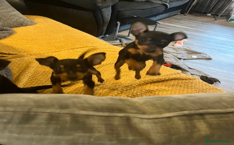 Miniature Pinscher dogs - Advert 1