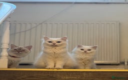 Mixed Breed cats for sale: Lovely white kittens 💕 - Image 1