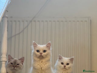 Mixed Breed cats - Advert 20