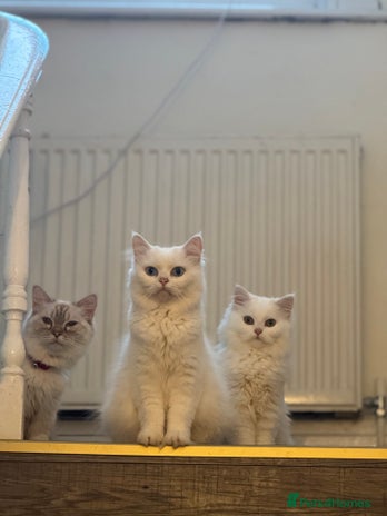 Mixed Breed cats - Advert 16