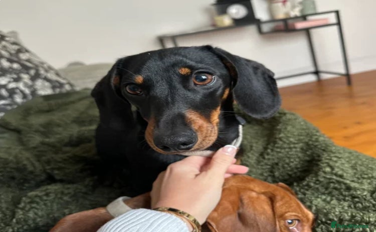 Miniature Dachshund dogs - Advert 5
