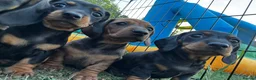 Miniature Dachshund dogs for sale: One girl 🩷 in Witney - Advert 2