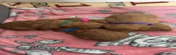 Cavapoo dogs for sale: Cavapoo puppies - Advert 1