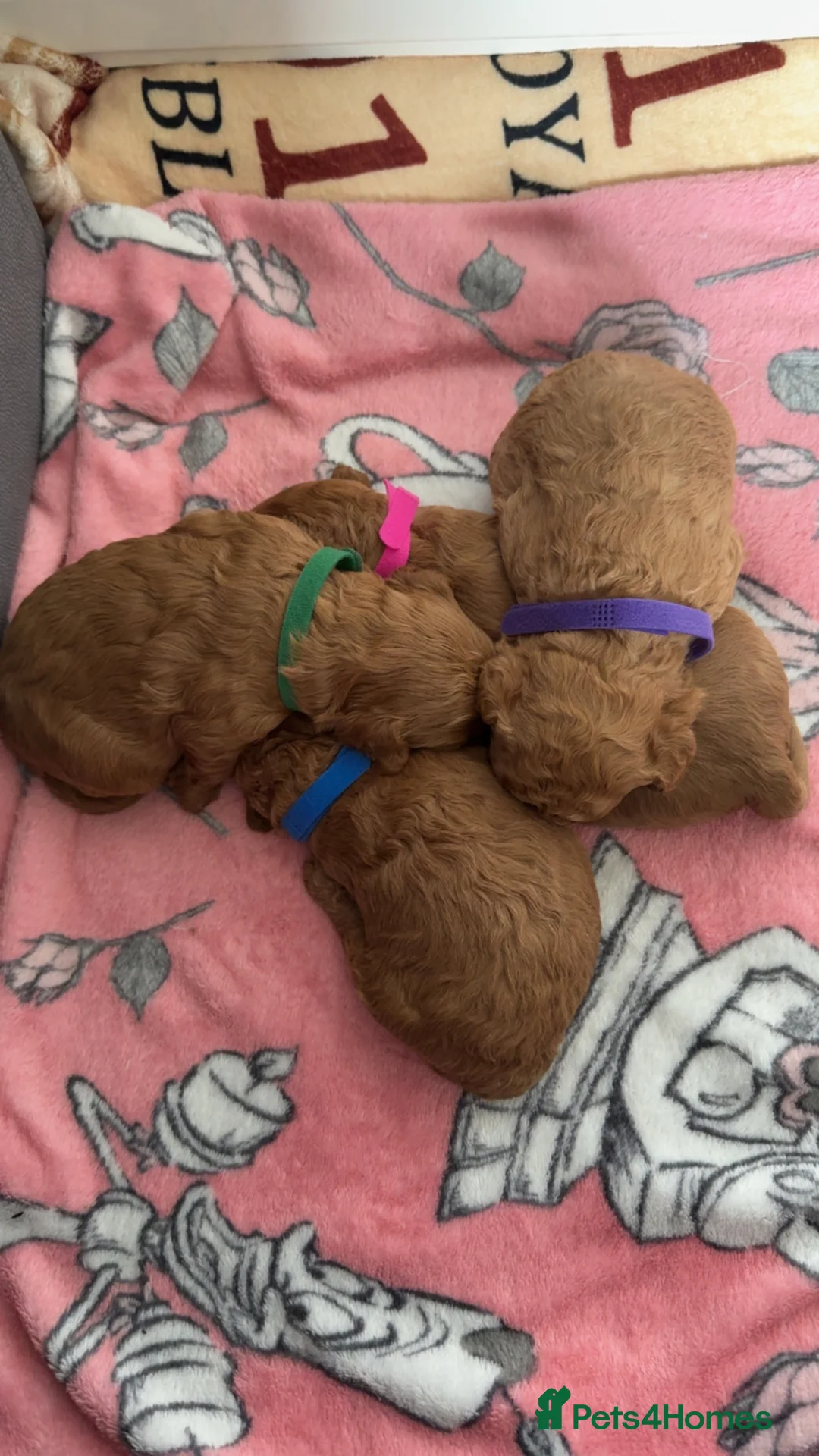 Cavapoo dogs for sale: Cavapoo puppies - Advert 1
