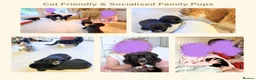 Mixed Breed dogs for sale: EXCLUSIVE LITTER: F1 Old English Bordeaux Puppies! - Advert 10