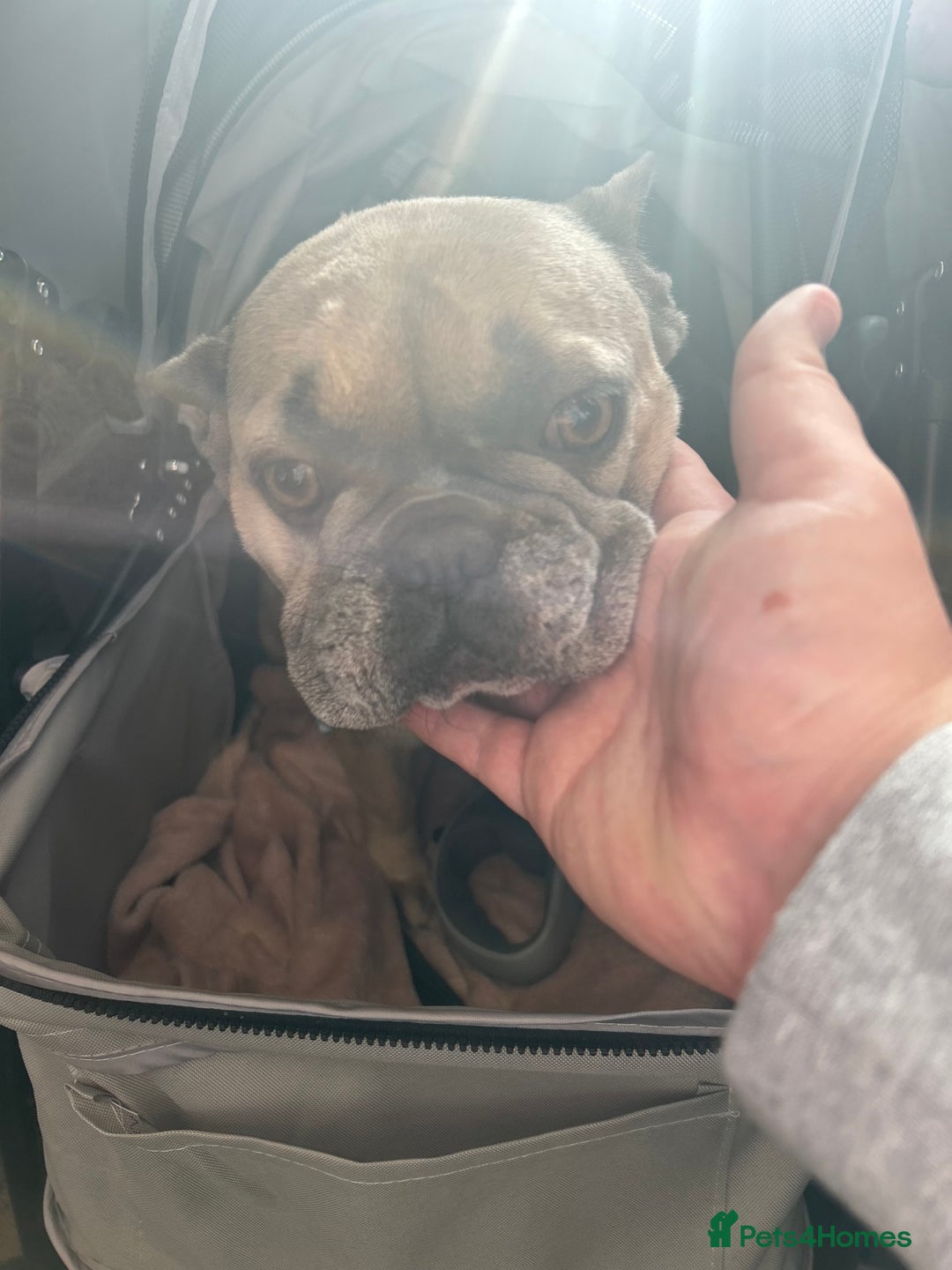 French Bulldog dogs for sale: Female French bulldog for sale  - Image 3