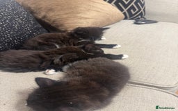Ragdoll cats for sale: Stunning part ragdoll kittens - Image 8