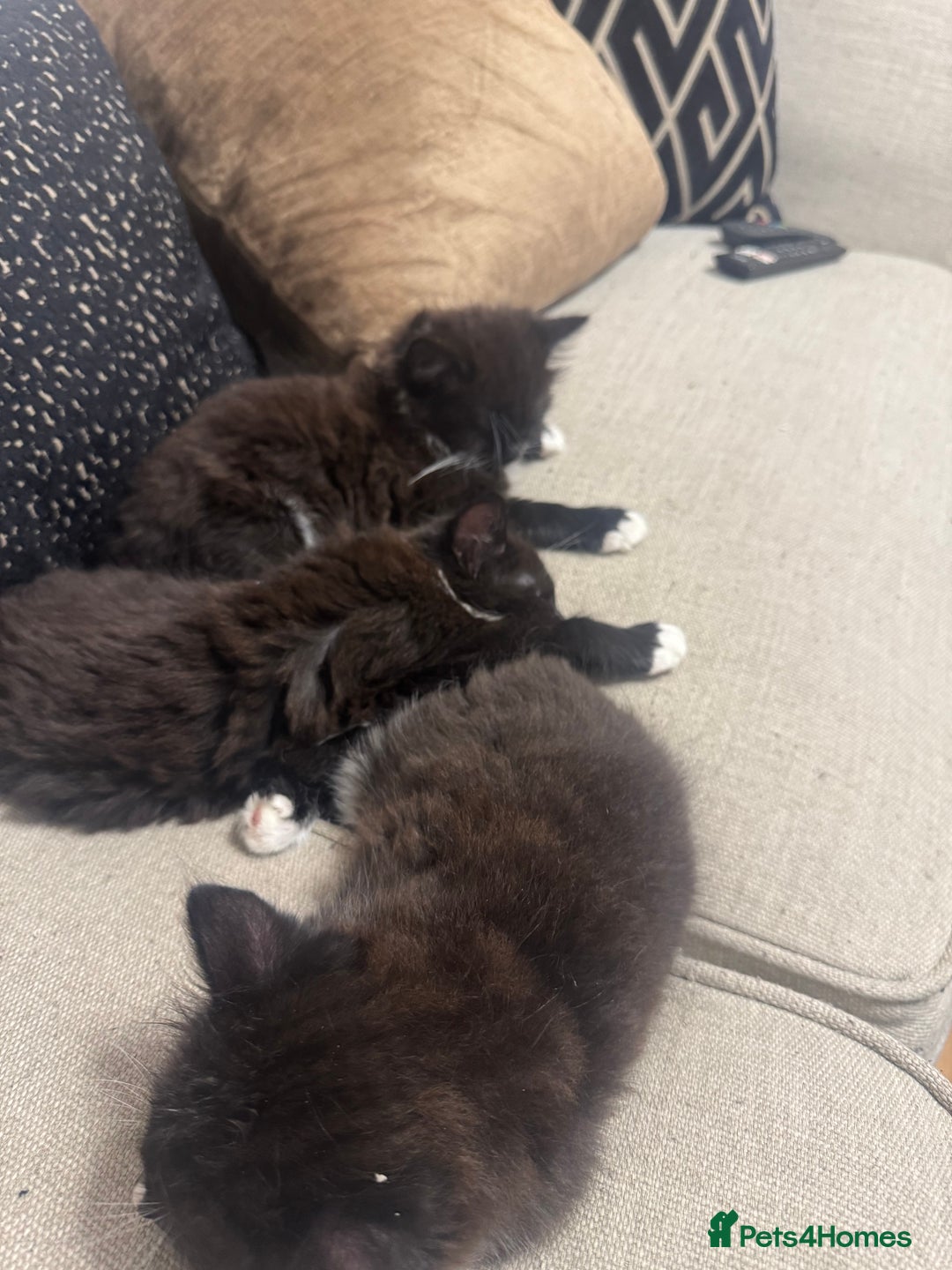 Ragdoll cats for sale: Stunning part ragdoll kittens - Image 8