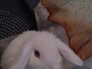 Mini Lop rabbits - Advert 2