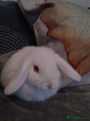 Mini Lop rabbits - Advert 3