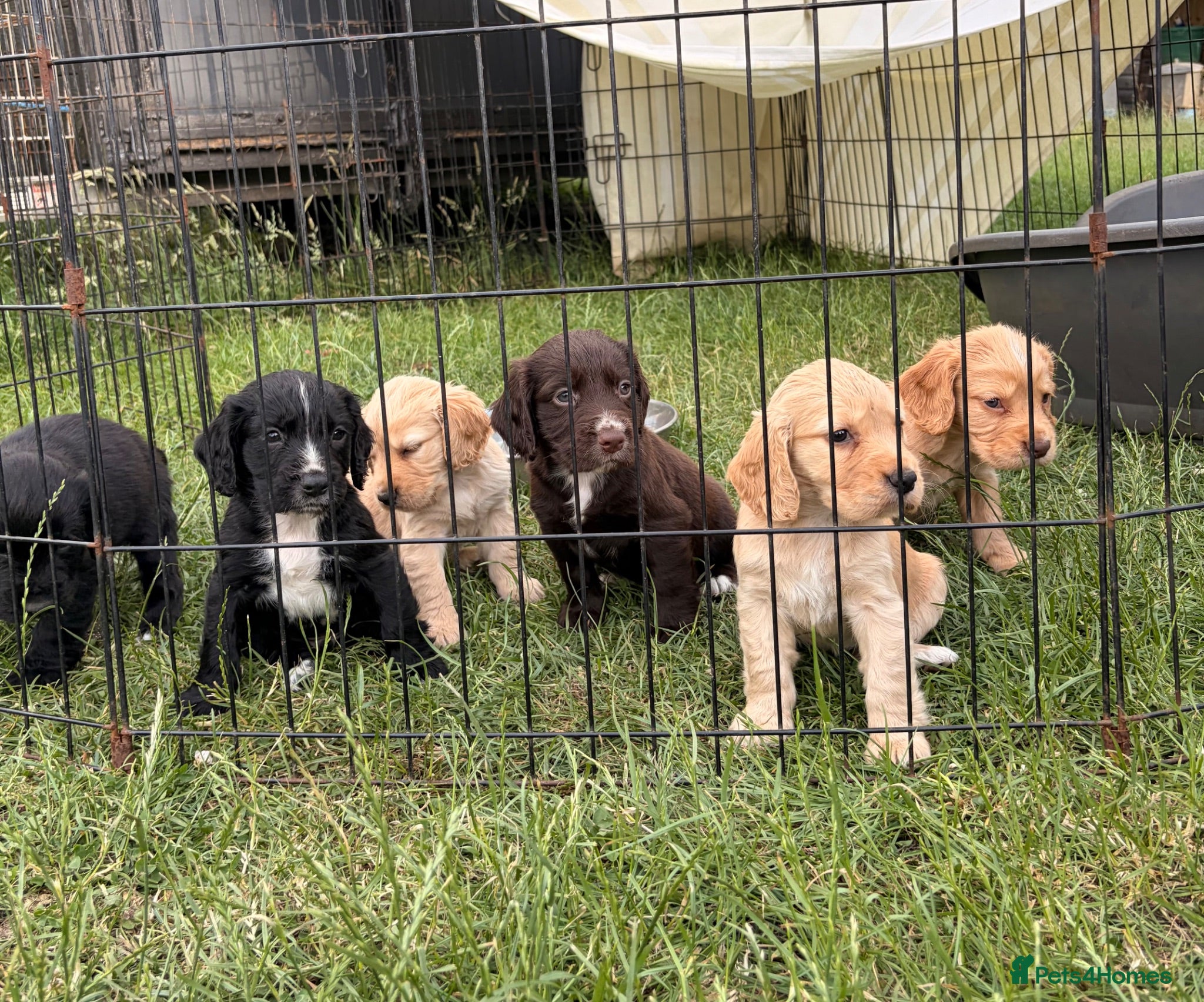 Cocker Spaniel dogs KC Registered Working Cocker Spaniel Puppies - Advert 14