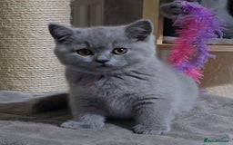 British Shorthair cats for sale: Full pedigree TICA BSH - Image 5