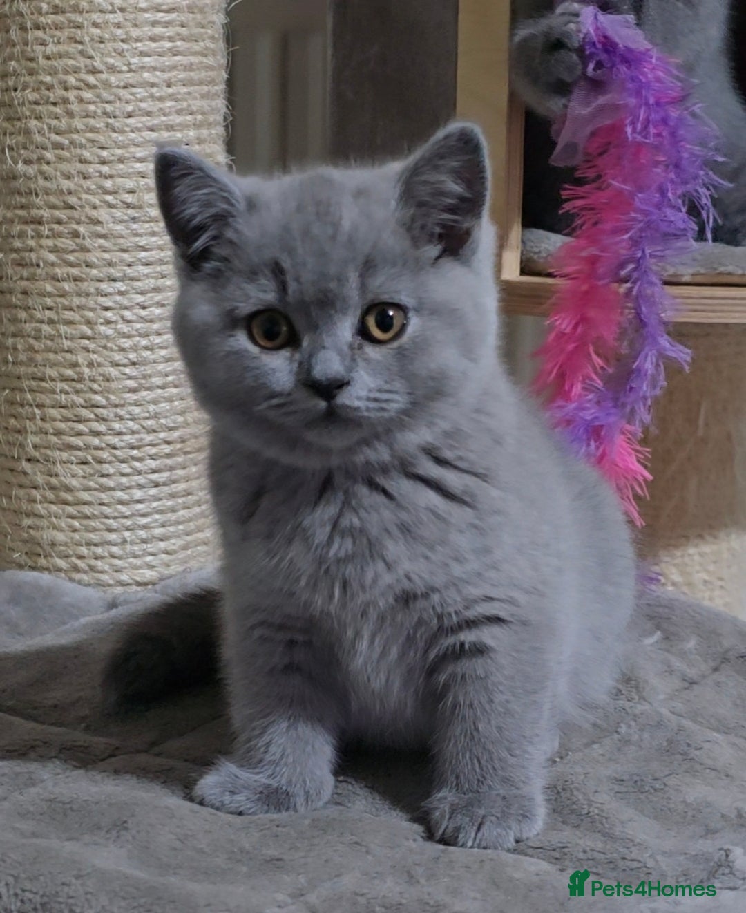 British Shorthair cats for sale: Full pedigree TICA BSH - Image 5