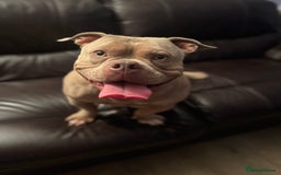 Mixed Breed dogs for sale: Loving, Loyal Boy Seeking his Forever Home  - Advert 2