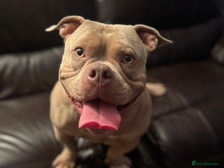 Mixed Breed dogs Loving, Loyal Boy Seeking his Forever Home - Advert 14