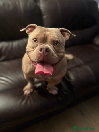 Mixed Breed dogs Loving, Loyal Boy Seeking his Forever Home - Advert 5