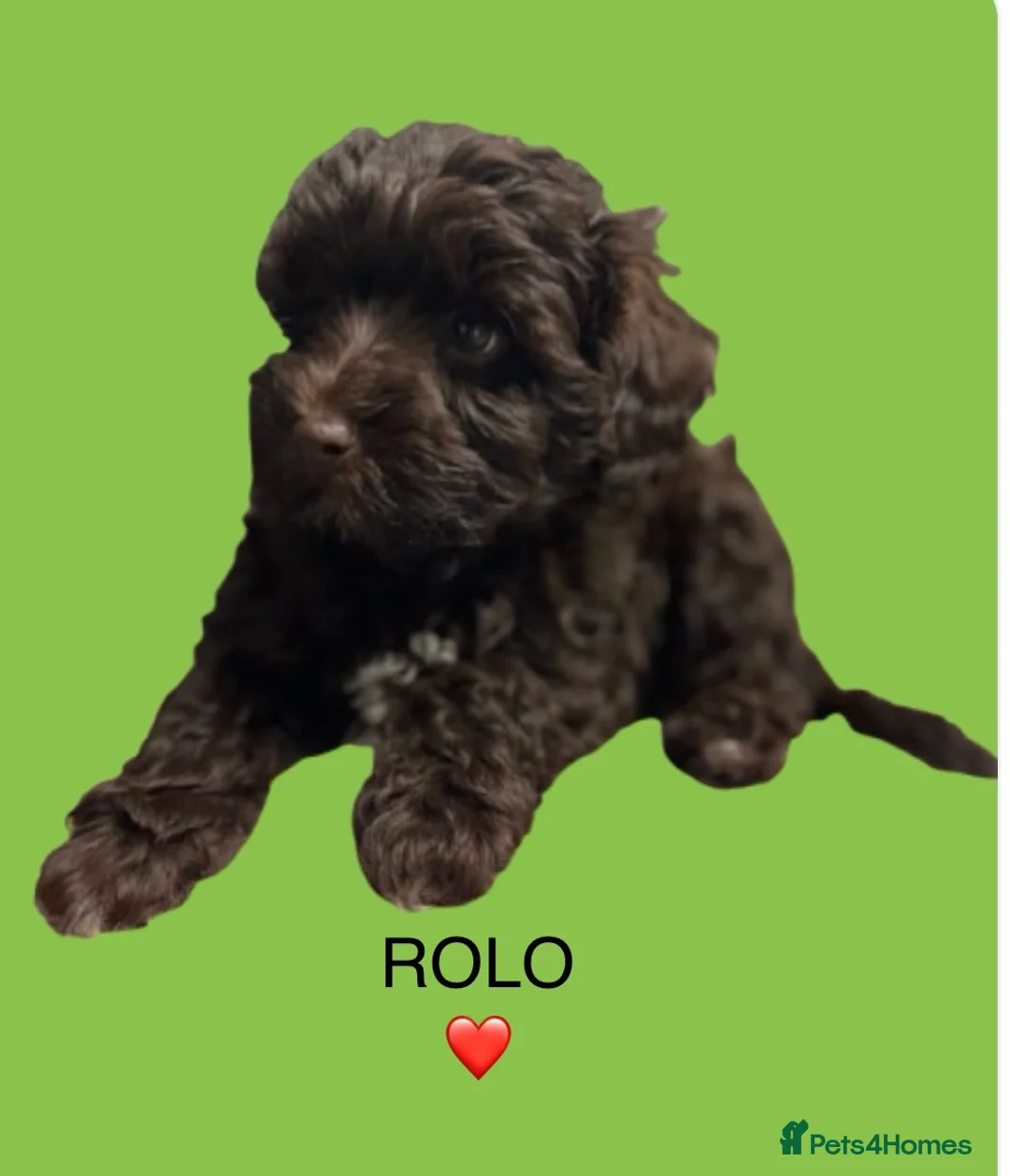 Toy Poodle dogs for stud: K.C Chocolate ToyPoodle at Stud in Coventry - Advert 27