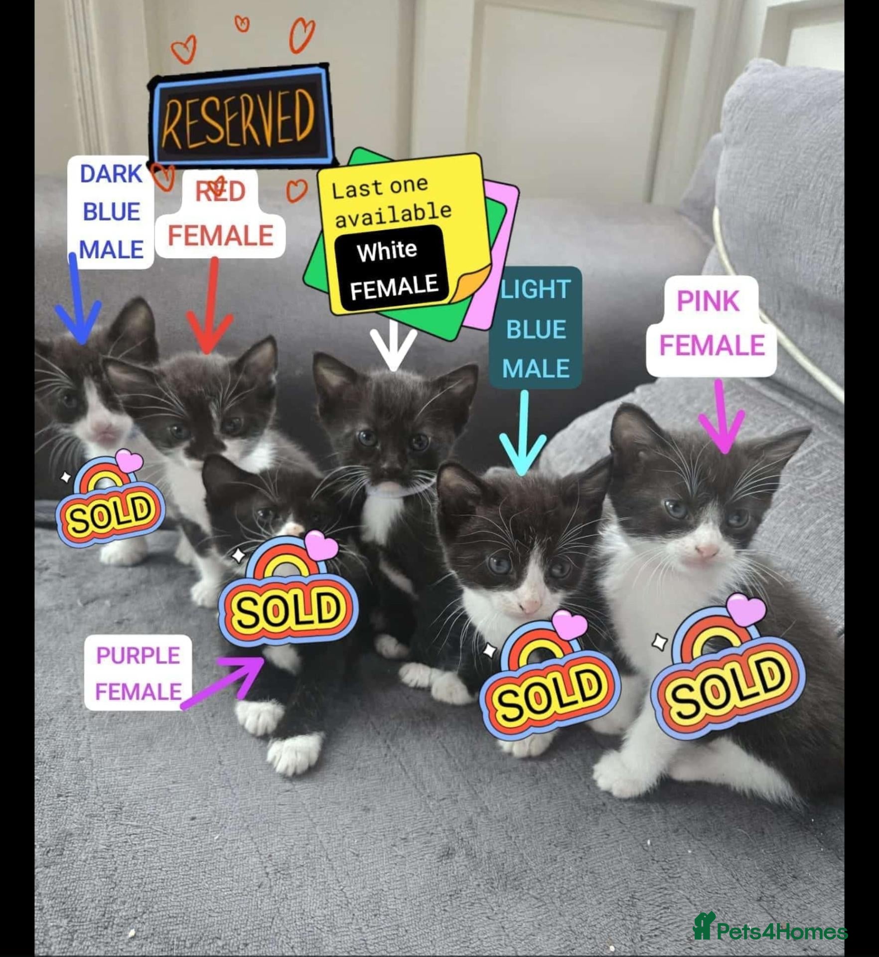 Mixed Breed cats 🐈‍⬛️🐾ONLY ONE KITTEN LEFT🐾🐈‍⬛️ - Advert 9