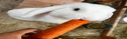 Mini Lop rabbits for sale: 🤍 Beautiful White Male English Lop Bunny 🤍 in Gloucester - Advert 10