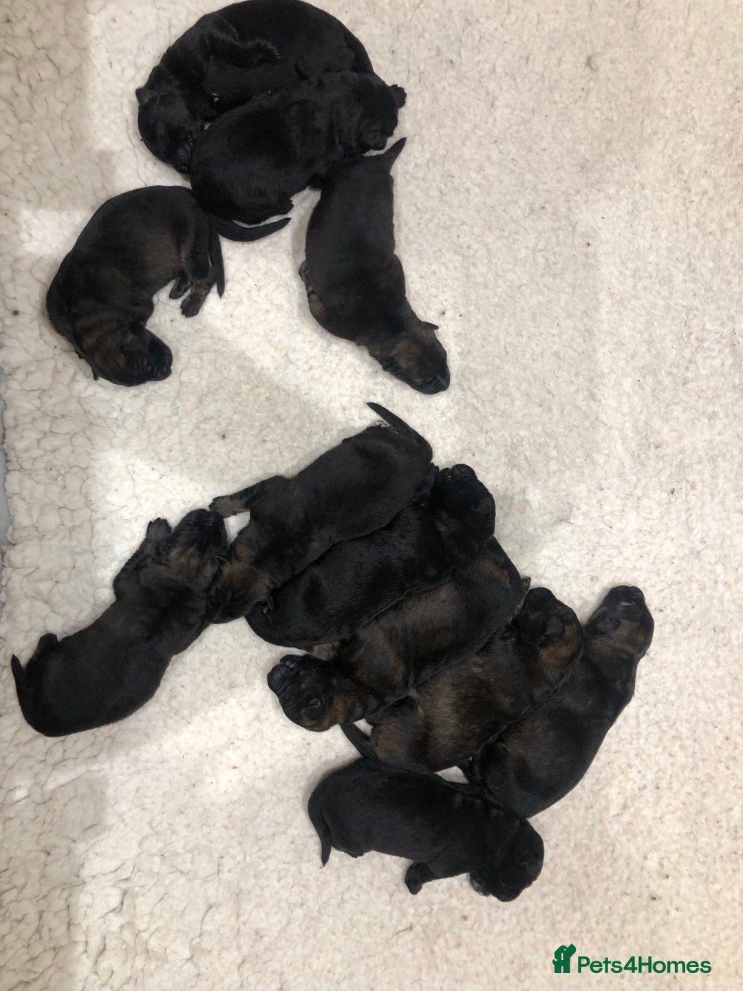 German Shepherd dogs for sale: KC HEALTH TEST LONG HAIRED GERMAN SHEPHERD PUPPIES - Advert 7