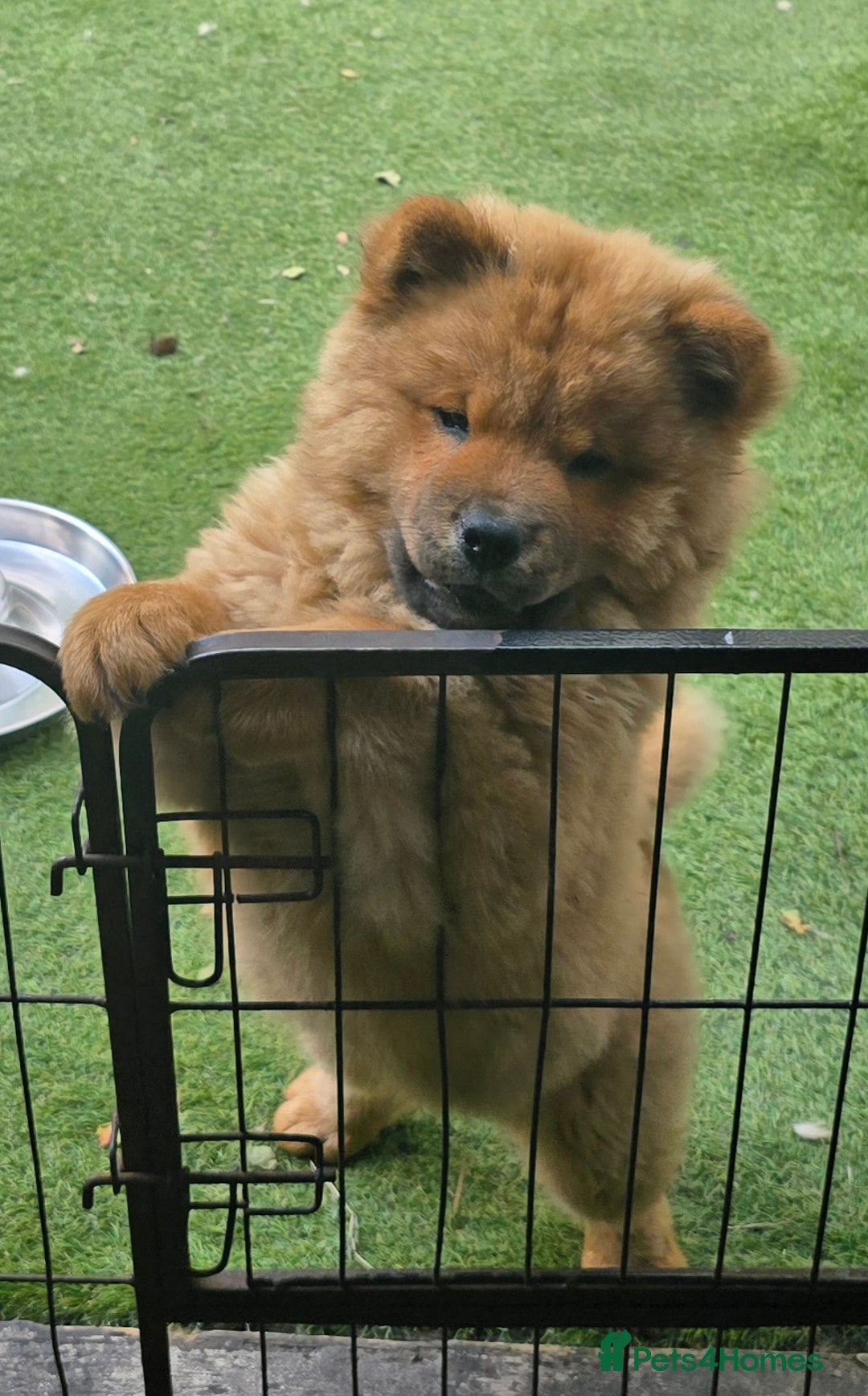 Chow Chow dogs for sale: QUALITY KC CHOWCHOW PUPPIES  in Wolverhampton - Image 3