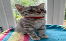 British Shorthair cats for sale: Stunning BSH Silver Female Grey Stripe Kittens - Image 2