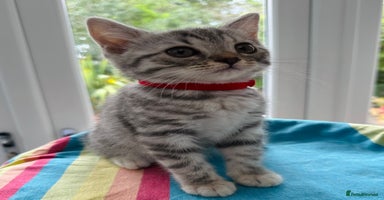 British Shorthair cats - Advert 16