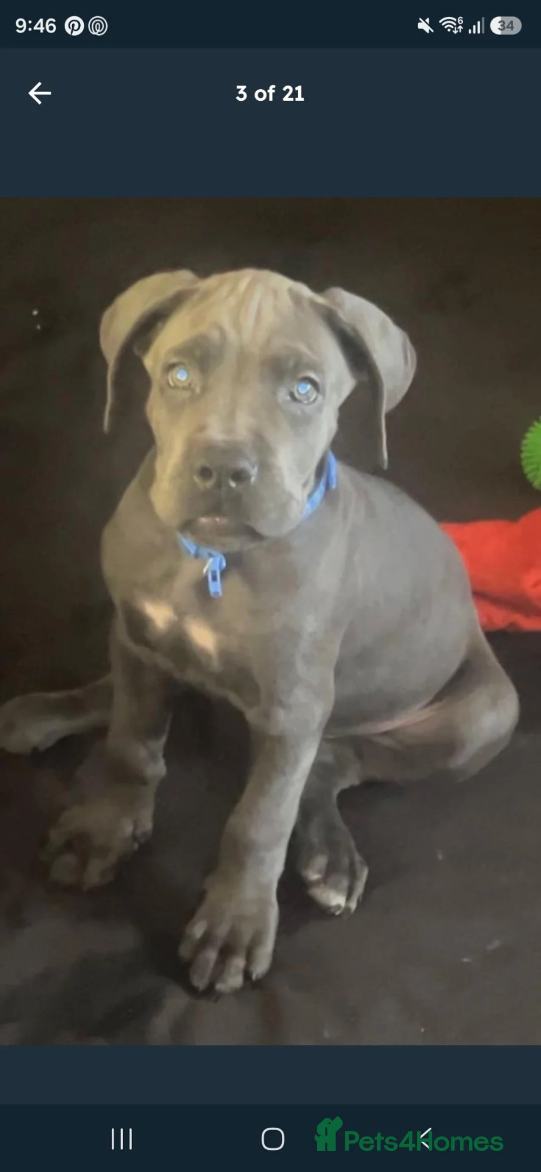 Cane Corso dogs for sale: Cane corsa pupp ABKC (kc) registered  - Advert 1