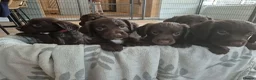 Sprocker dogs for sale: Working Sprocker Chocolate Puppies for sale - Advert 22