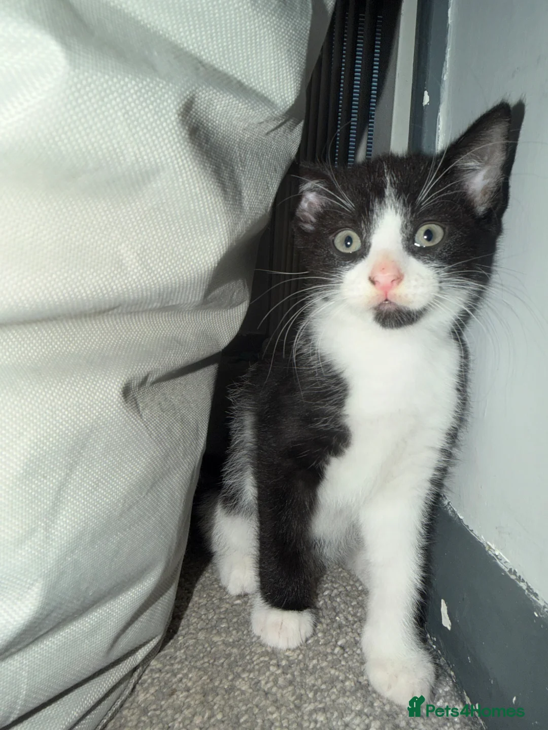 Mixed Breed cats for sale: Here we have a lovely litter of 4 kittens in Kidderminster - Advert 11