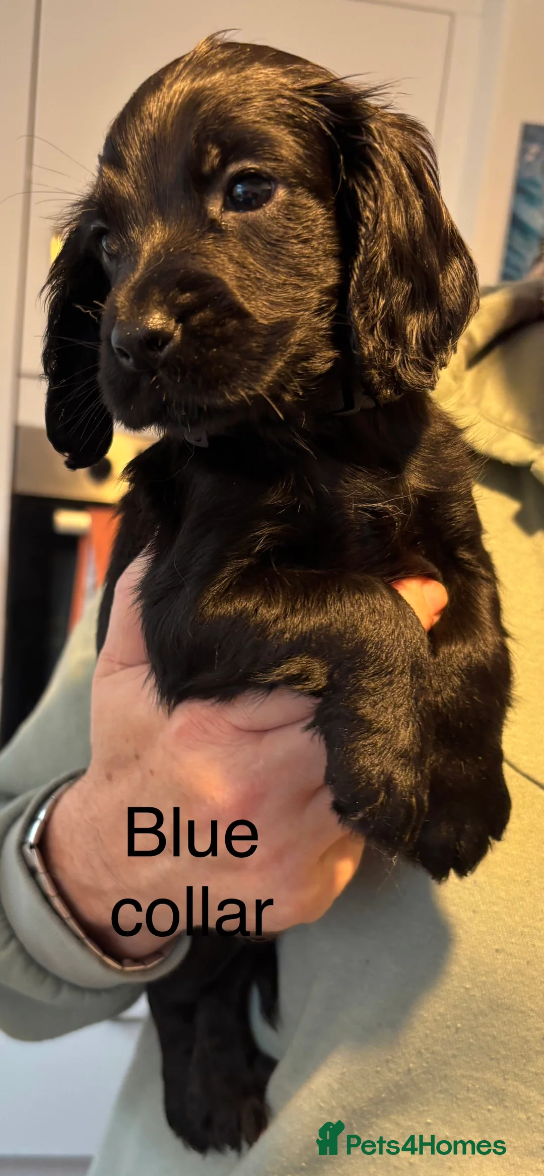 Cocker Spaniel dogs for sale: Cocker Spaniel Puppies  - Advert 4