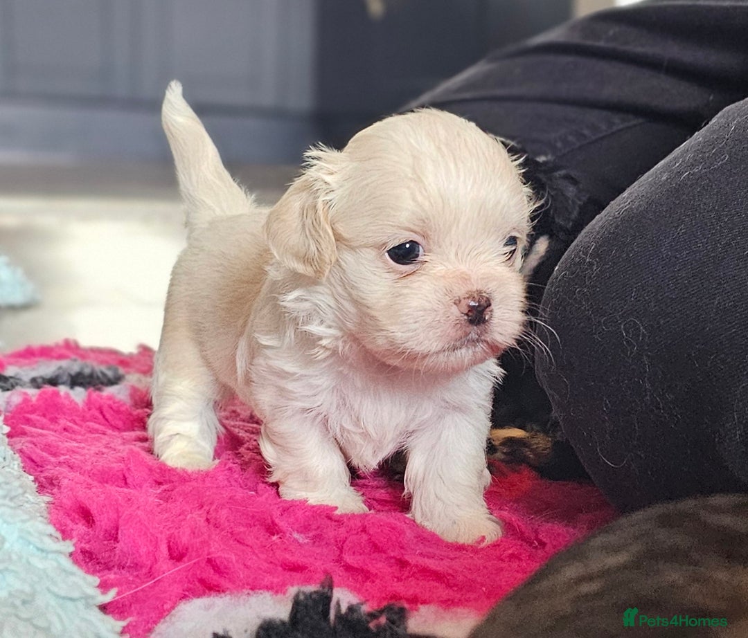 Shih Tzu dogs for sale: Beautiful Shih Tzu Puppies  - Image 16