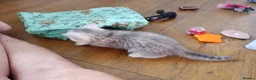Persian cats for sale: Stunning Chinchilla Persian Cross Male - Advert 3