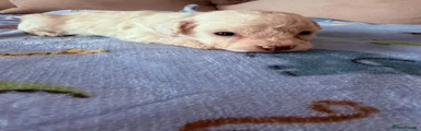 Toy Poodle 4