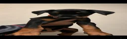 Dobermann dogs for sale: Royal KC Doberman puppies  - Advert 25