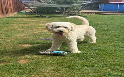 Labradoodle dogs for sale: Heal tested F1b miniature labradoodles - Image 23