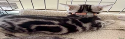 British Shorthair cats for sale: Outstanding GCCF Champion BSH Silver Tabby Kittens - Advert 11