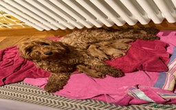 Cockapoo dogs for sale: Toy Cockapoo Puppies, Family Raised, Sweet Natured - Image 15