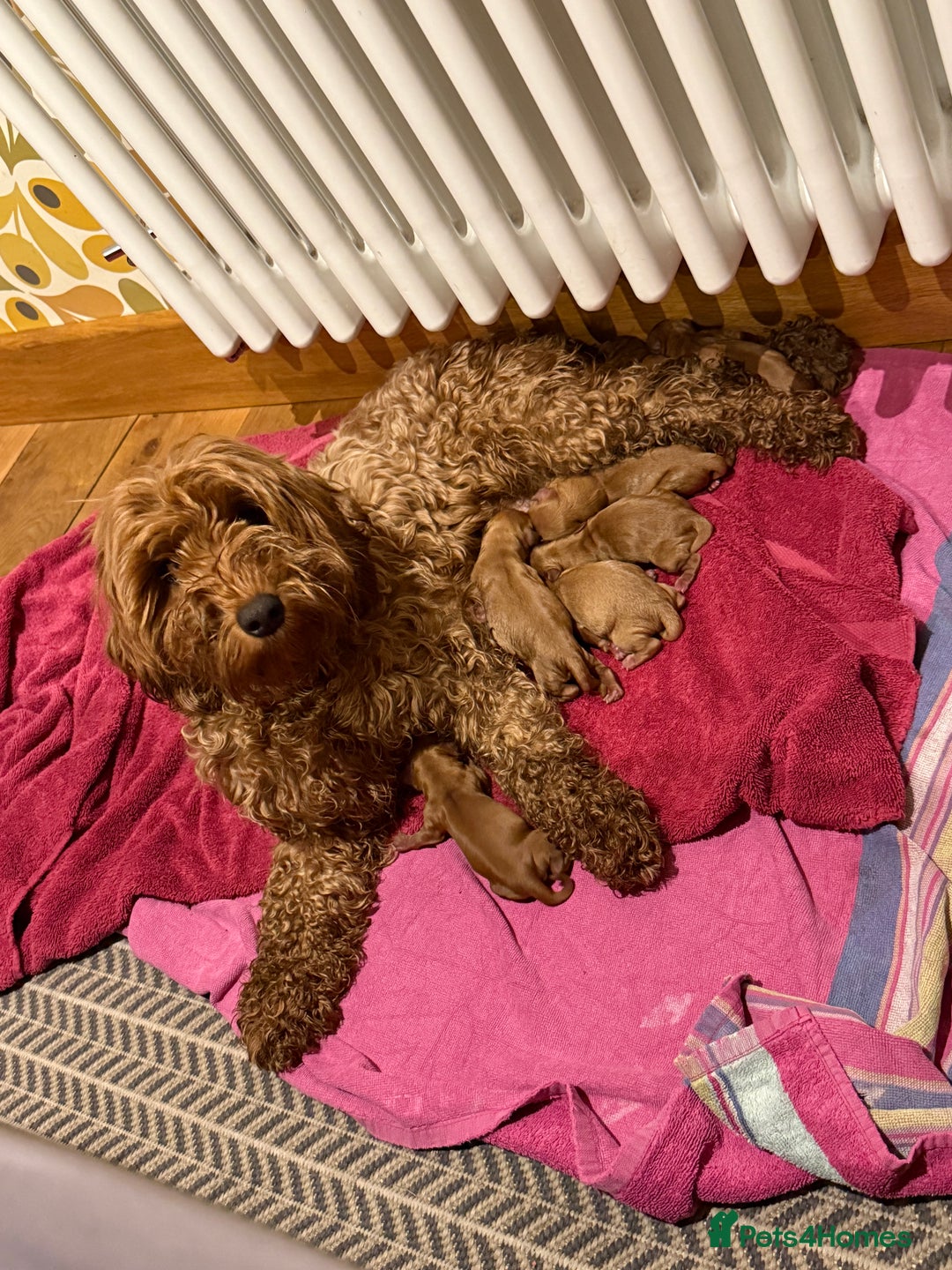 Cockapoo dogs for sale: Toy Cockapoo Puppies, Family Raised, Sweet Natured - Image 15