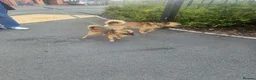 Pomchi dogs for sale: 2 beautiful friendly boys  - Advert 3