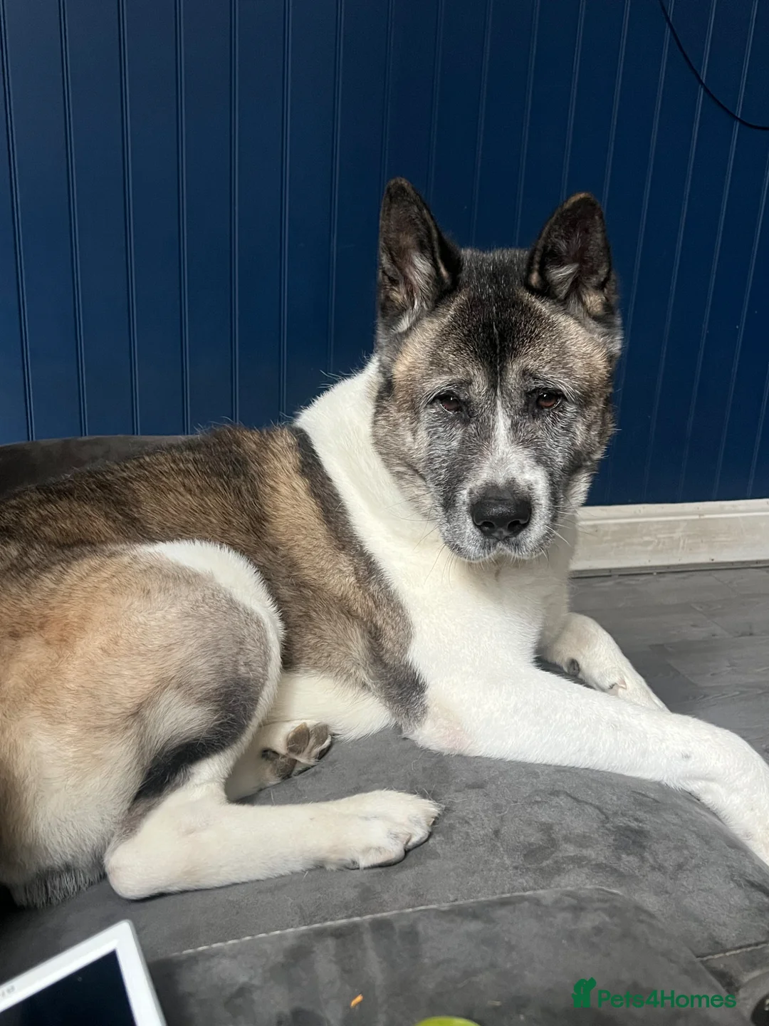 Akita dogs for sale: Male Akita 7 years  - Advert 2