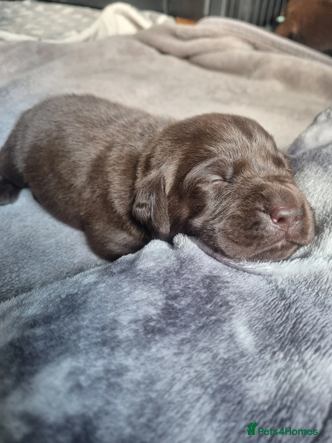 Labrador Retriever dogs for sale: Lillie's chocolate baby girls 🤎🐾 in Alfreton - Advert 2