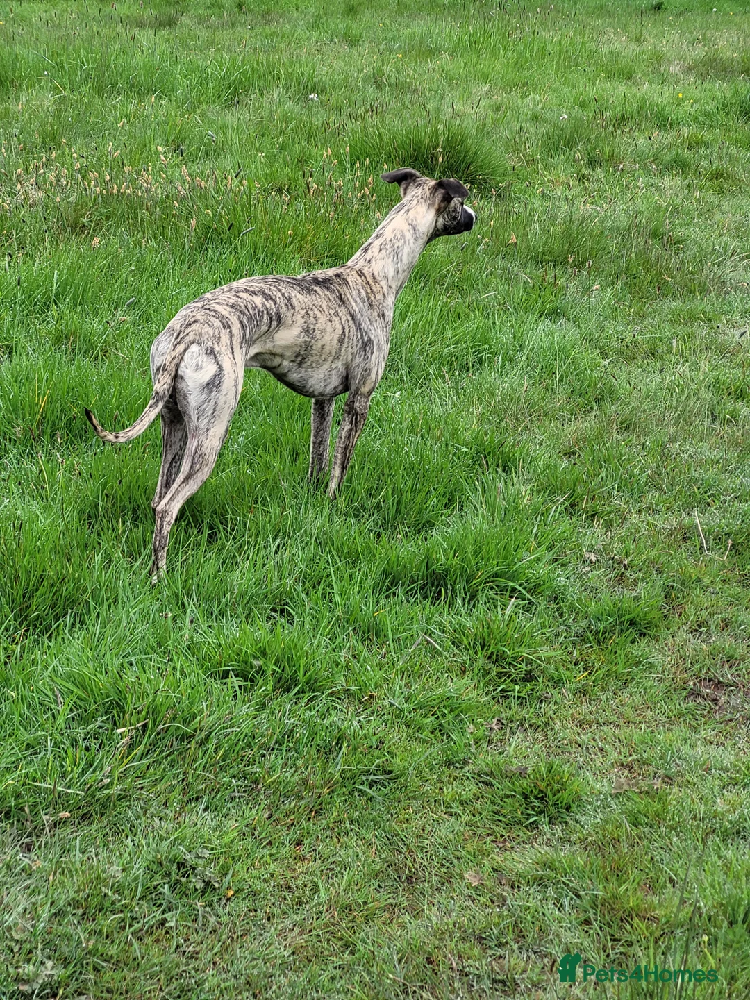 Whippet dogs for stud:  PROVEN kc reg whippet for stud in Consett - Advert 4