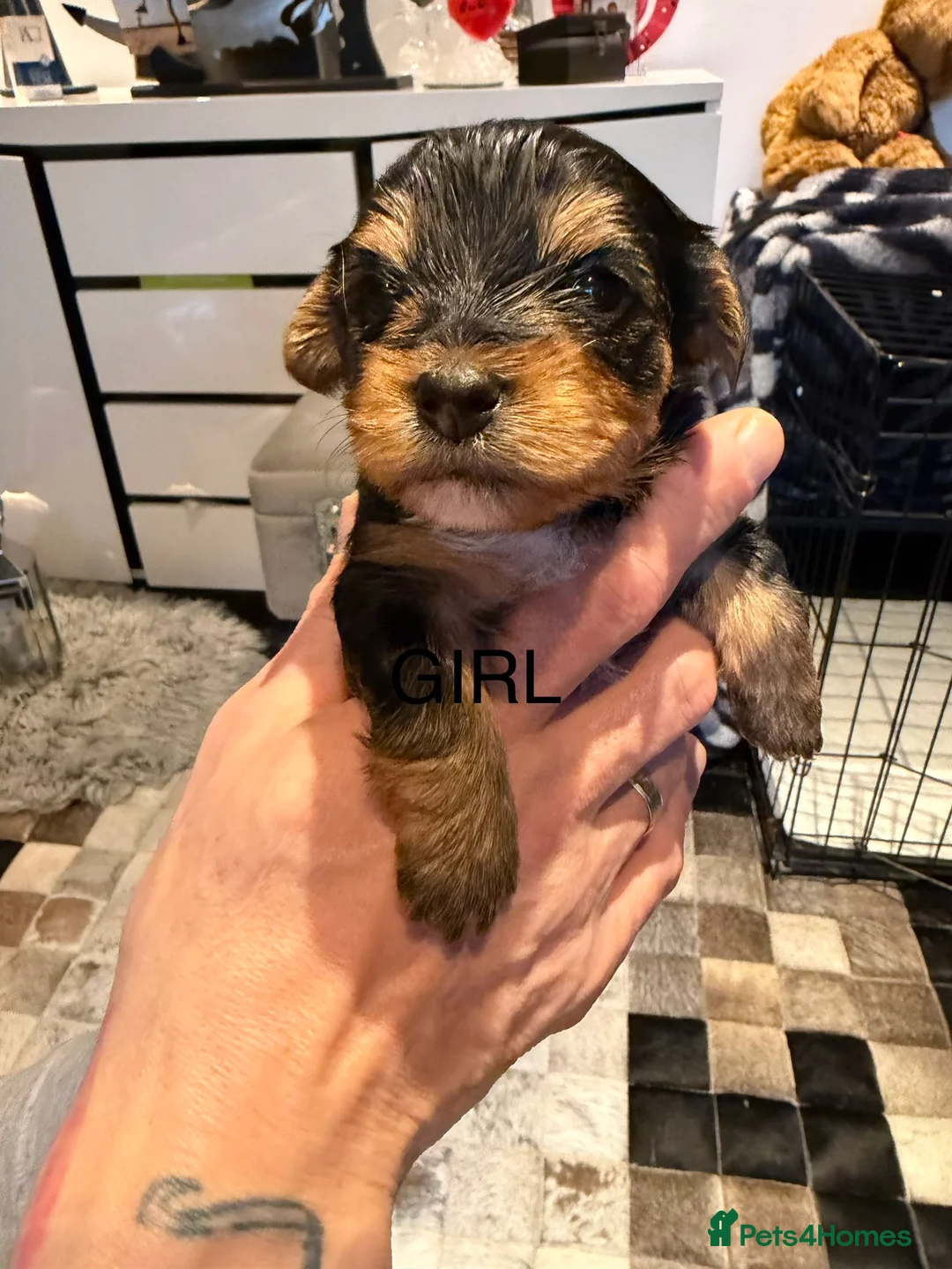 Yorkshire Terrier dogs for sale: York terrier  - Advert 2