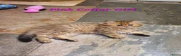 Persian cats for sale: 💖Beautiful Pedigree Chinchilla Persian Kittens.  - Advert 5