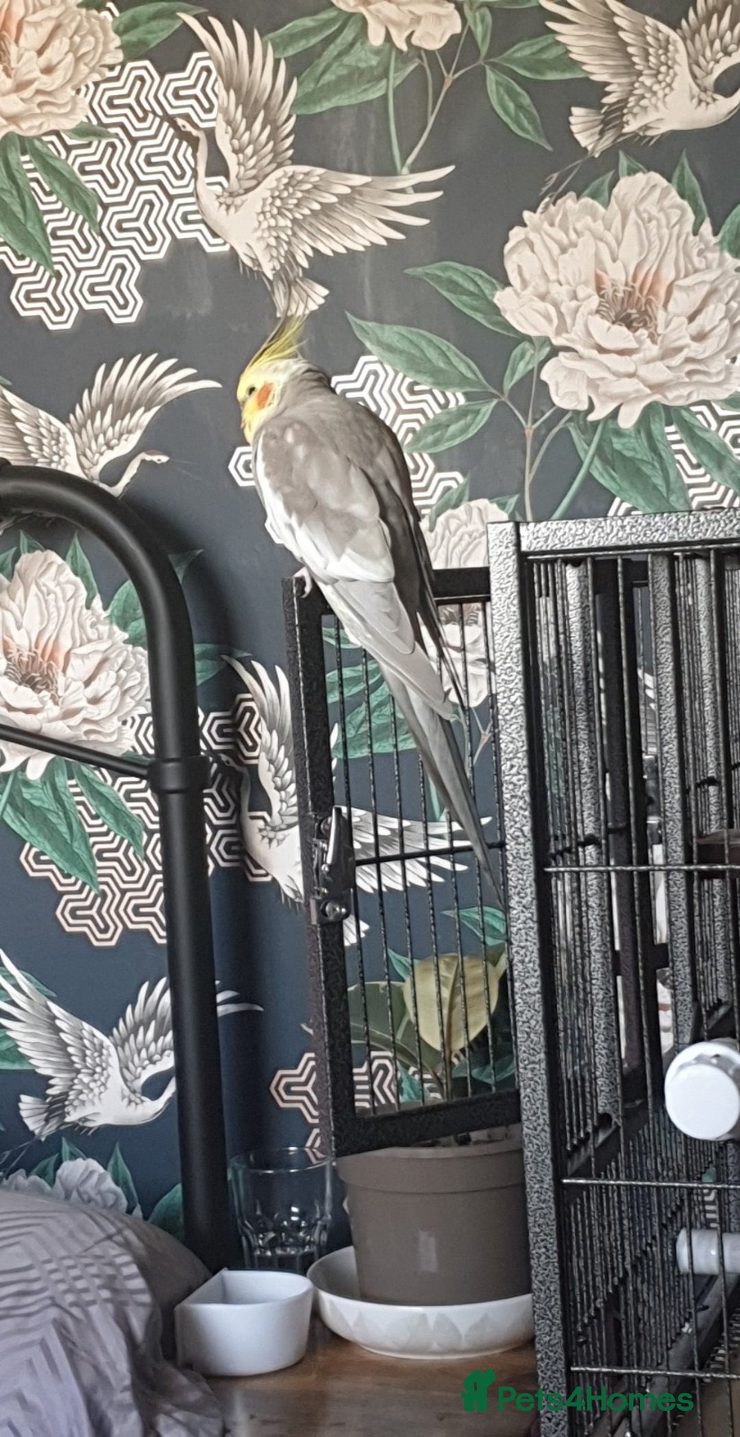 Cockatiels birds for sale: Hand reared male cinnamon cockateil  - Advert 9