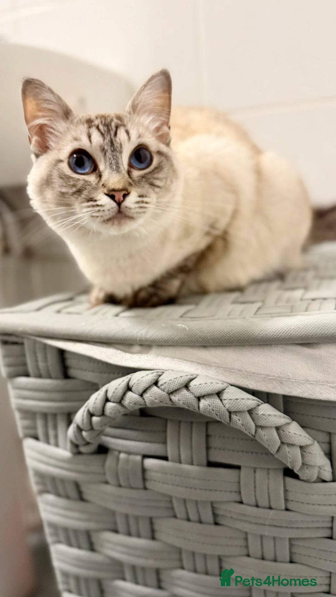 Mixed Breed cats for sale: Beautiful ragdoll x kittens  - Advert 5