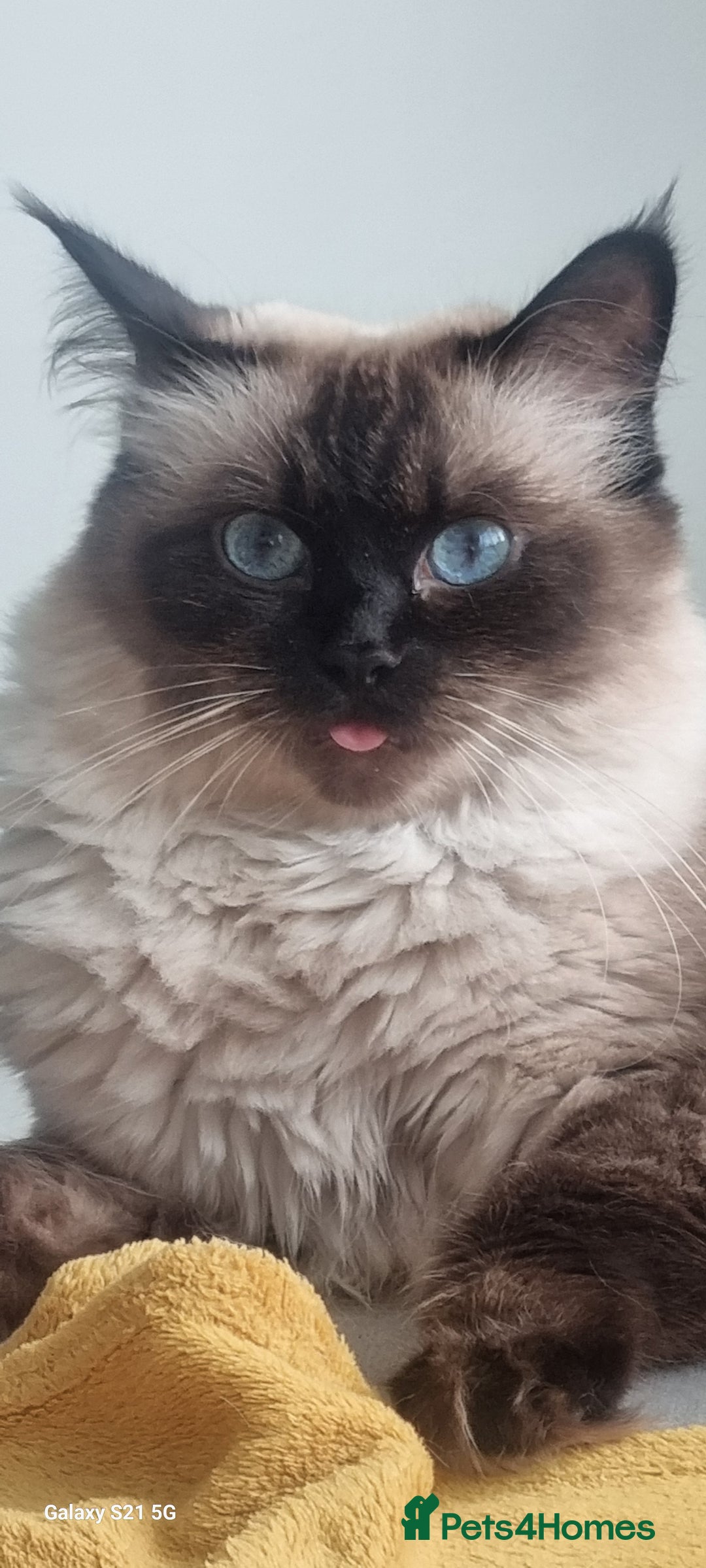 Ragdoll cats for sale: Ragdoll kittens  - Advert 2