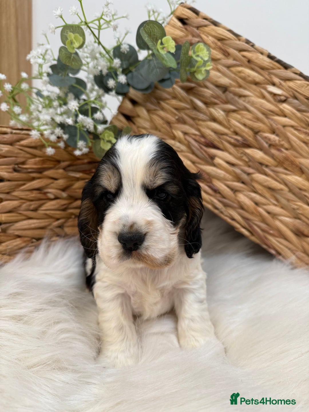 Cocker Spaniel dogs for sale: Quality Health Tested KC Reg Show cocker spaniels  - Advert 20